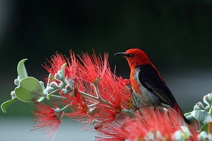 Beautiful Redbird in Nature
