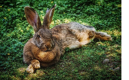 Relaxing Rabbit.