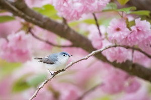 Gray and White Bird on Branch of Tree with Pink Blossoms. Helps you create a sunny disposition.