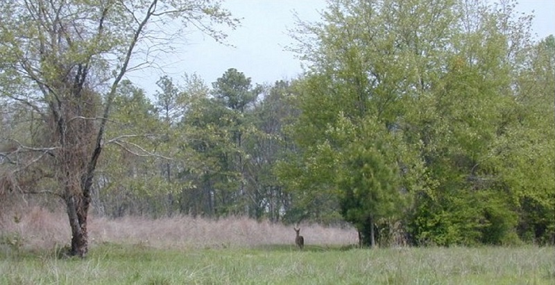 Deer in Wooded Area